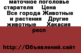 маточное поголовье старателя  › Цена ­ 2 300 - Все города Животные и растения » Другие животные   . Хакасия респ.